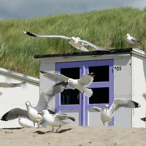 Texel